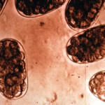 Rode Lebmaagworm onder de microscoop